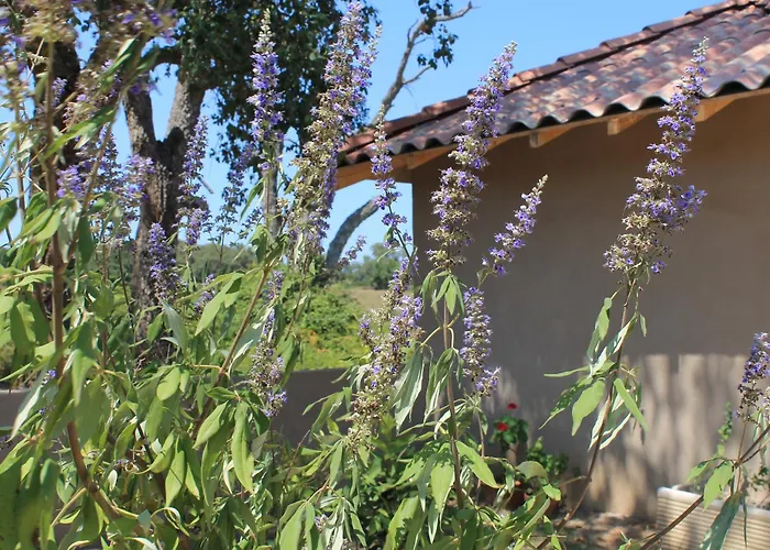 Apartment Casamea - T2 A Tavagna Talasani